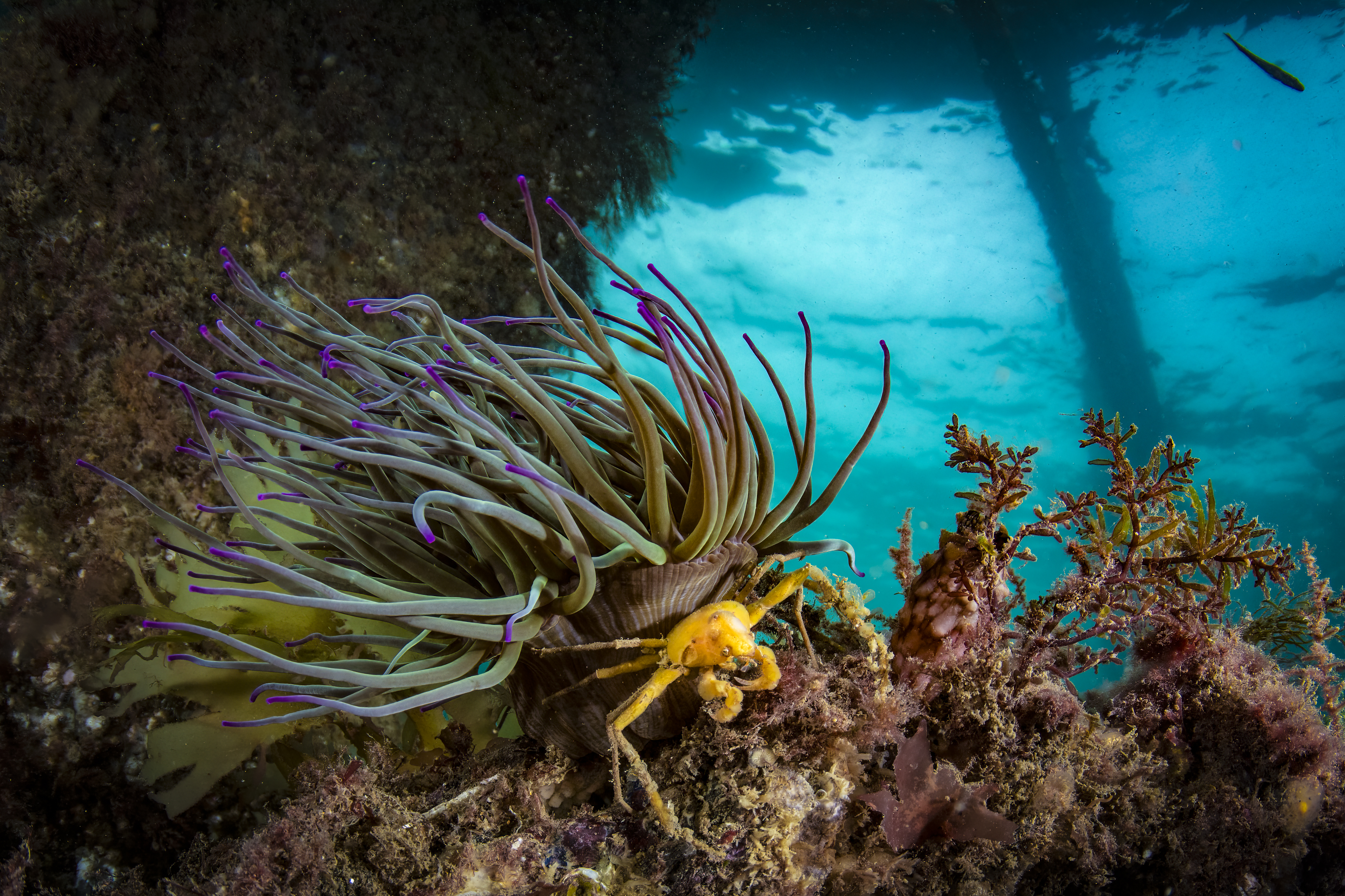 2004-2012, Greater Wash Offshore Wind Farm, Scoping Cumulative Effects